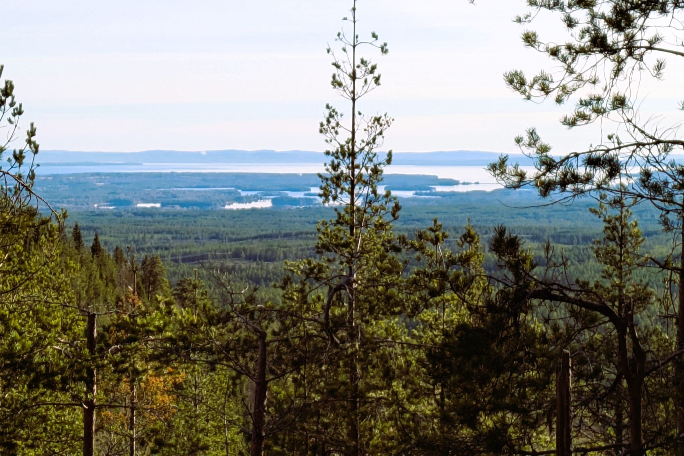 View from a pine-covered hillside over wide forest, lakes and distant hills.